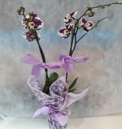  Çerkezköy Çiçekçiler Çift dal orkide renkli 