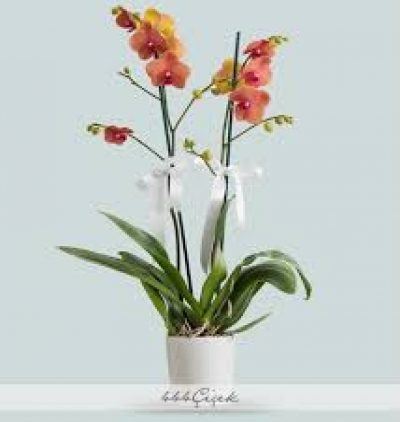  Çerkezköy Çiçek Gönder Çift dal Renkli Orkide