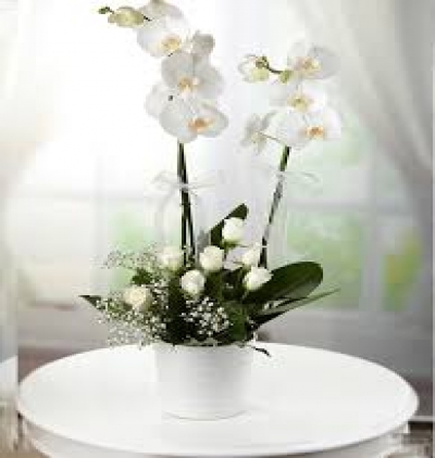 Çerkezköy Çiçekçi Çift Dal Beyaz Orkide Güllü